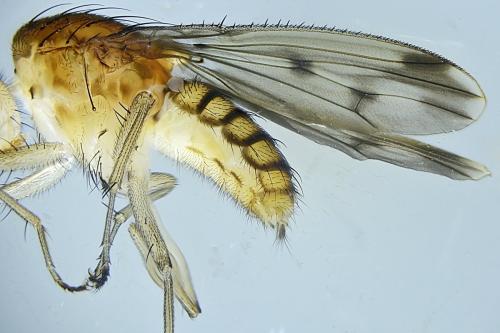 Réf. 333 236 : Suillia variegata